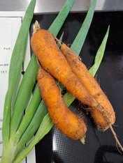 Foto Karotten