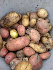 Foto Kartoffeln